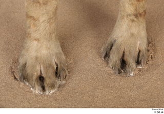 Striped Hyena Hyaena hyaena foot 0002.jpg